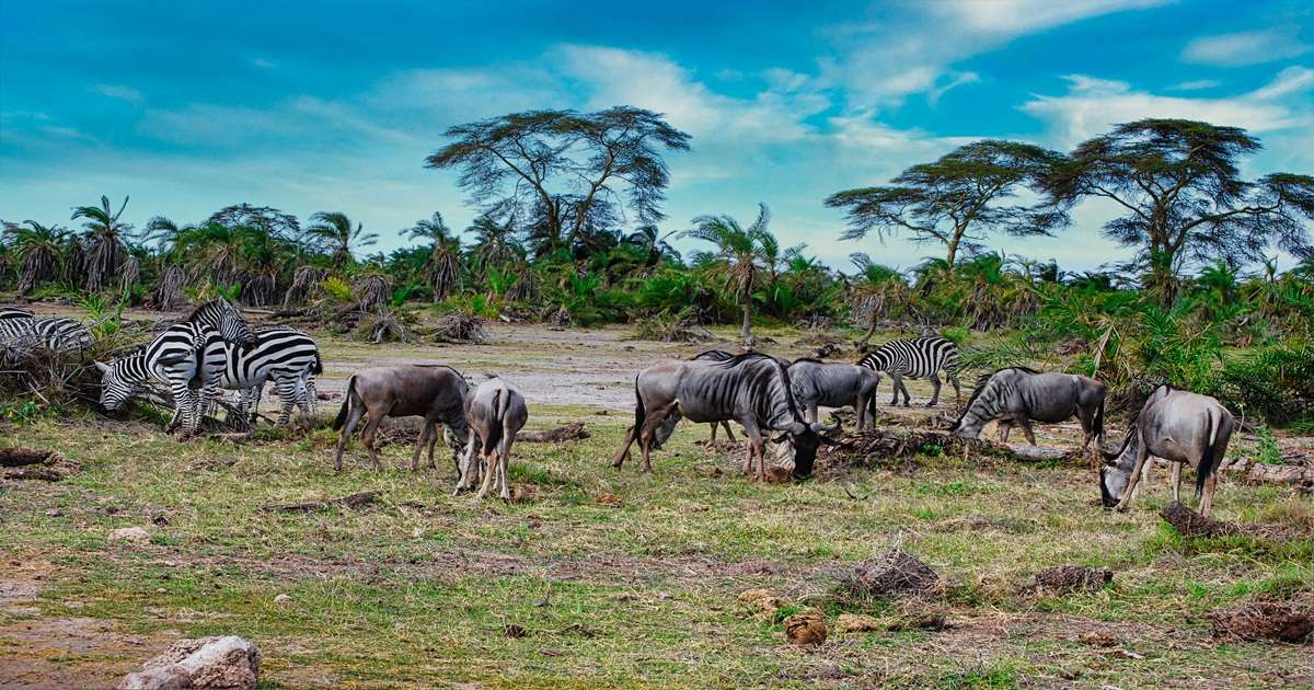 zebry i antylopy gnu pasące się przy buszu afrykańskim