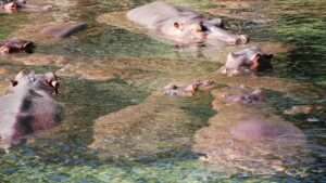 widok stada hipopotamów zanurzonych w afrykańskiej sadzawce