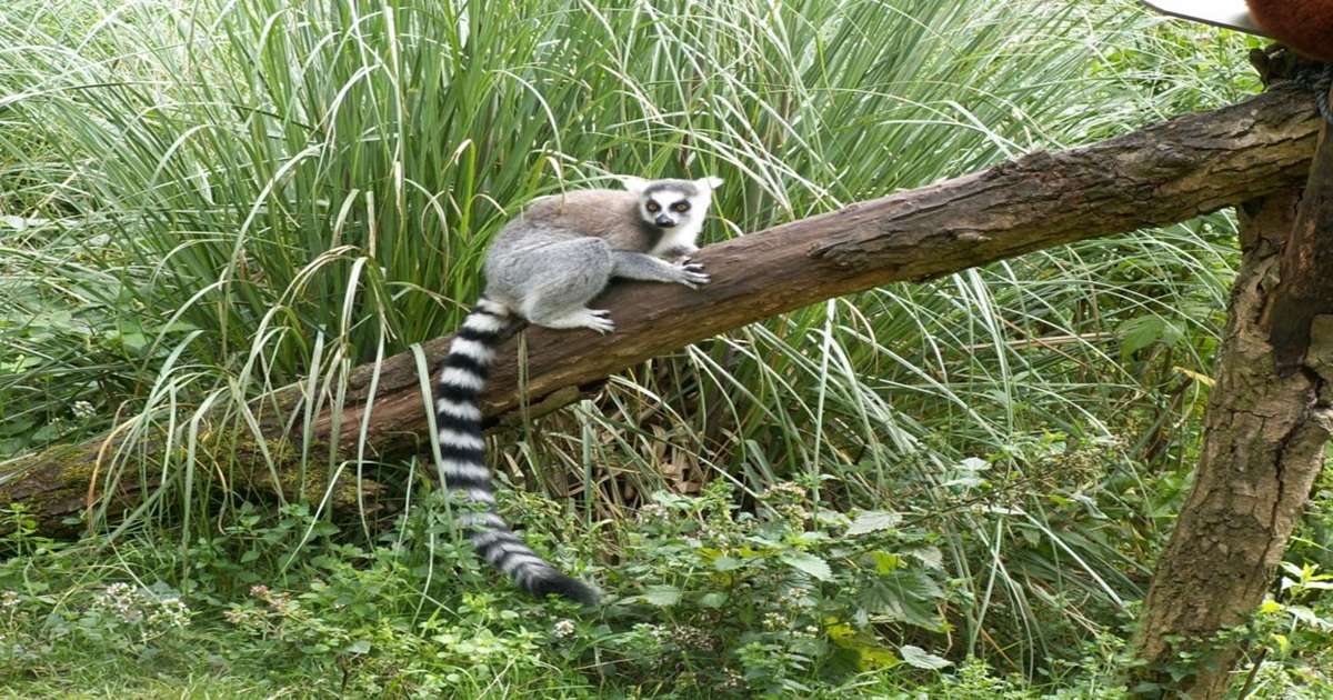 piękny lemur w swoim naturalnym środowisku