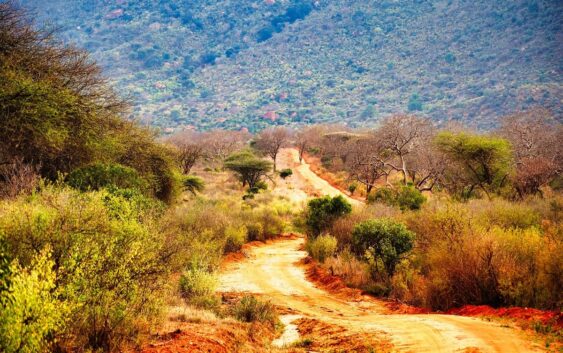 typowa droga na bezdrożach Afryki podczas safari w trakcie wycieczki do Tanzanii i Kenii
