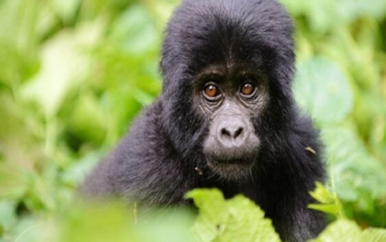 podróże po Afryce a zwłaszcza po Ugandzie mogą ułatwić obserwację goryli górskich