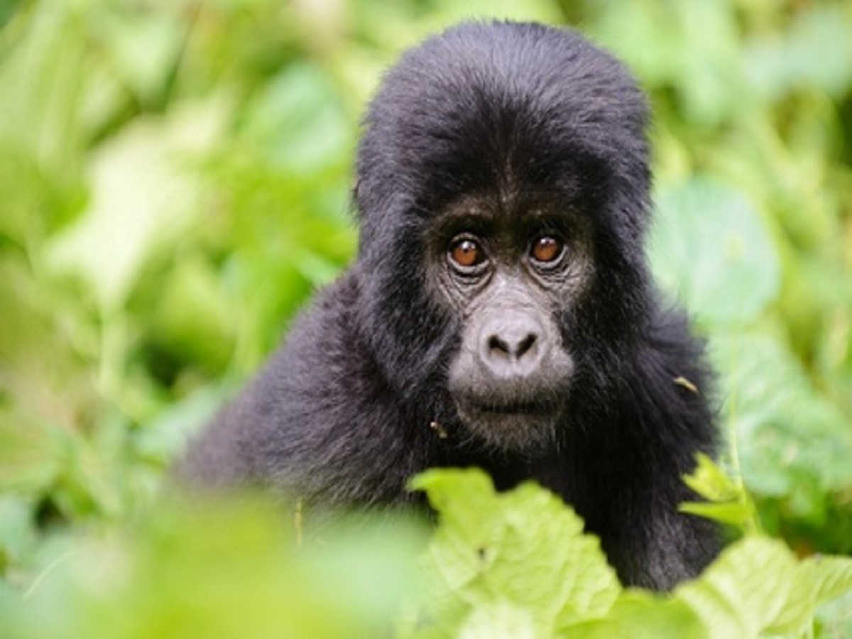 podróże po Afryce a zwłaszcza po Ugandzie mogą ułatwić obserwację goryli górskich