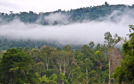 wycieczka do Brazylii jest doskonałą sposobnością do eksploracji przyrody lasów deszczowych