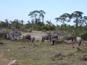 wycieczka na kontynent Afryka to idealna sposobność na obserwacji takich dzikich zwierząt
