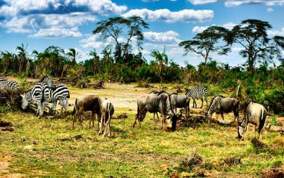 wycieczka na kontynent Afryka to idealna sposobność na obserwacji takich dzikich zwierząt