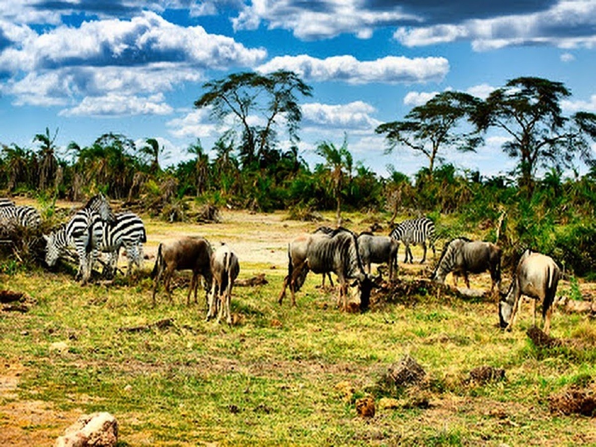 wycieczka na kontynent Afryka to idealna sposobność na obserwacji takich dzikich zwierząt
