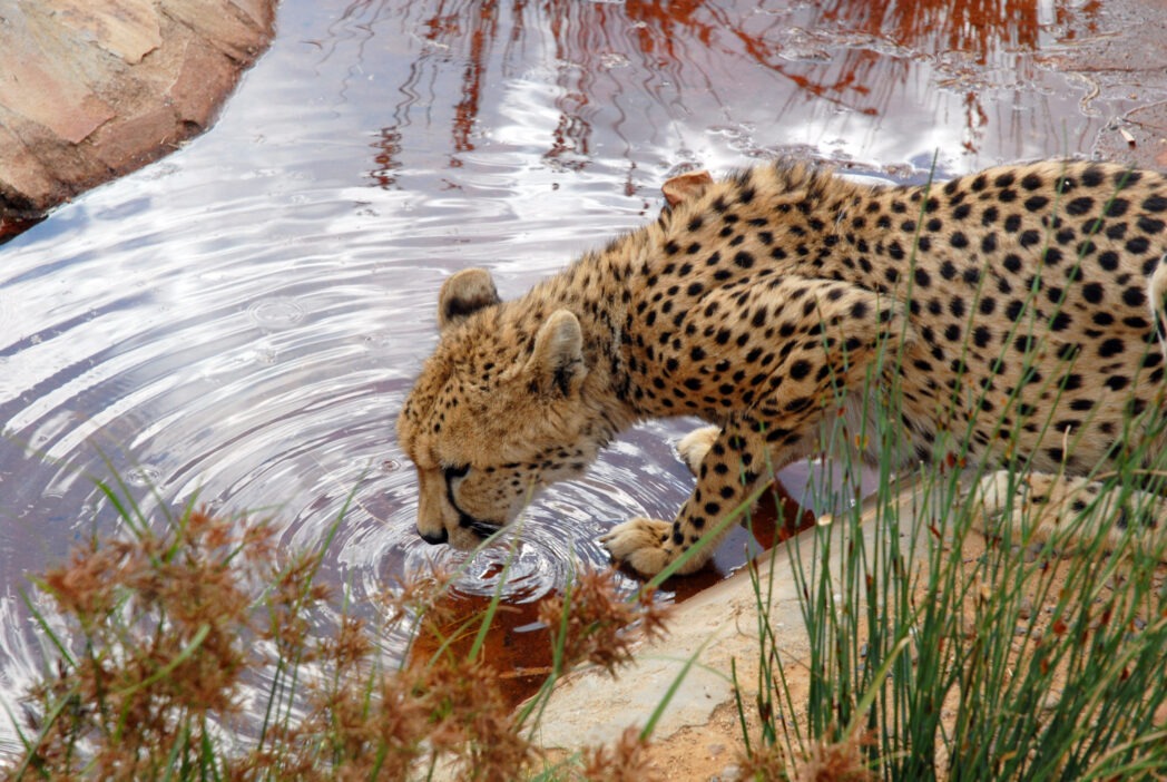 młody gepard przy wodopoju podczas wycieczki po RPA oraz do Królestwa Swazilandu