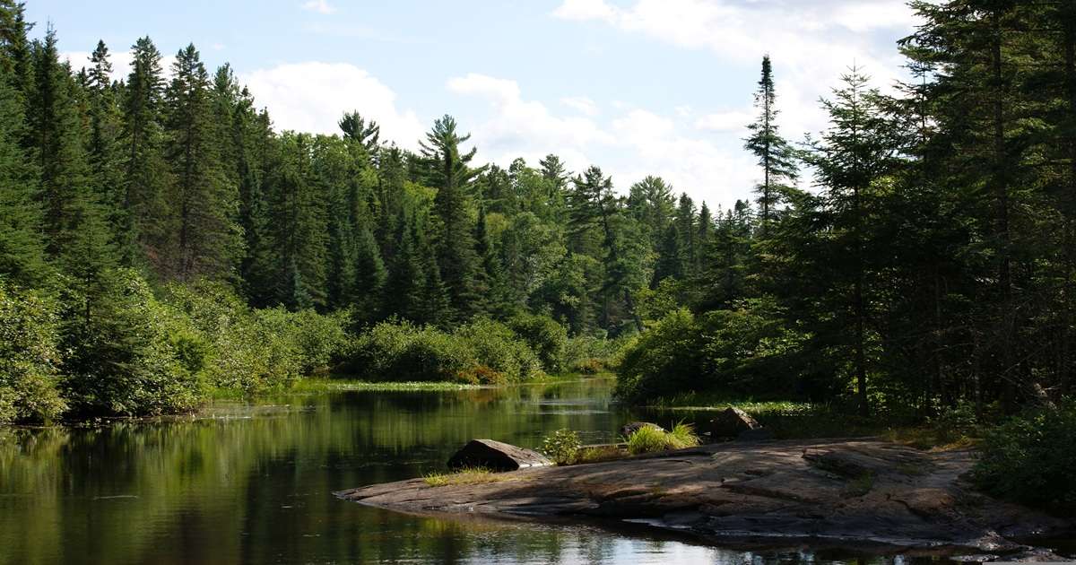 widok na rzeczkę i puszczę w Algonquin Provincial Park