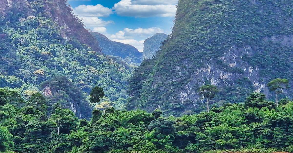 dżungla w Parku Narodowym Khao Sok podczas wycieczki do Tajlandii