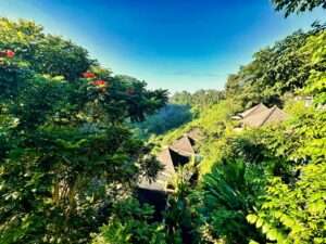 dżungla indonezyjska podczas wycieczki na Bali