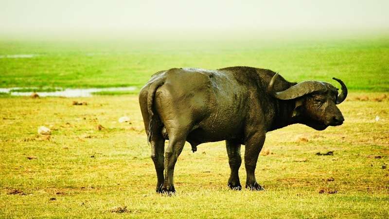 samotny bawół afrykański w parku Amboseli