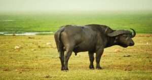 Kenia Tanzania Zanzibar safari z&nbsp;wypoczynkiem