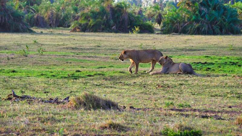 dwie lwice prawdopodobnie wypatrujące swojej ofiary w Amboseli