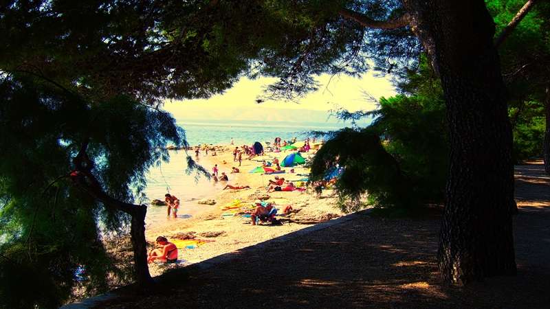 widok z lasku piniowego na słynna plażę na ruchomym cyplu na Wyspie Brać w Chorwacji